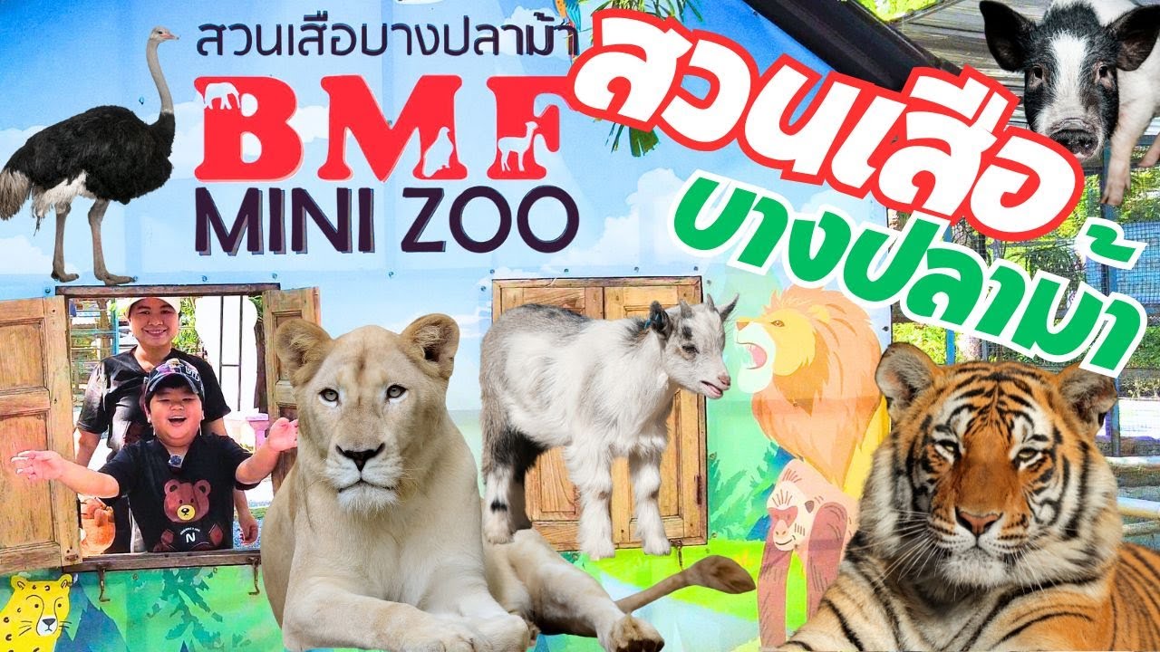 สวนเสือบางปลาม้า BMF Mini Zoo สายรักสัตว์ต้องห้ามพลาดเลยนะ สุพรรณบุรี ใกล้กรุงเทพ