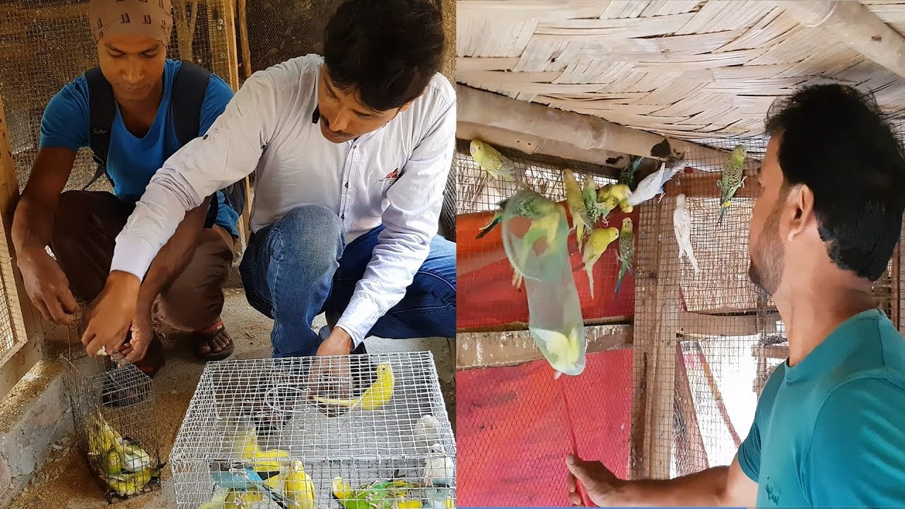 Purchasing Budgies Parrot From 700 Pair Breeding Farm Colony /Budgies Parrots Price?