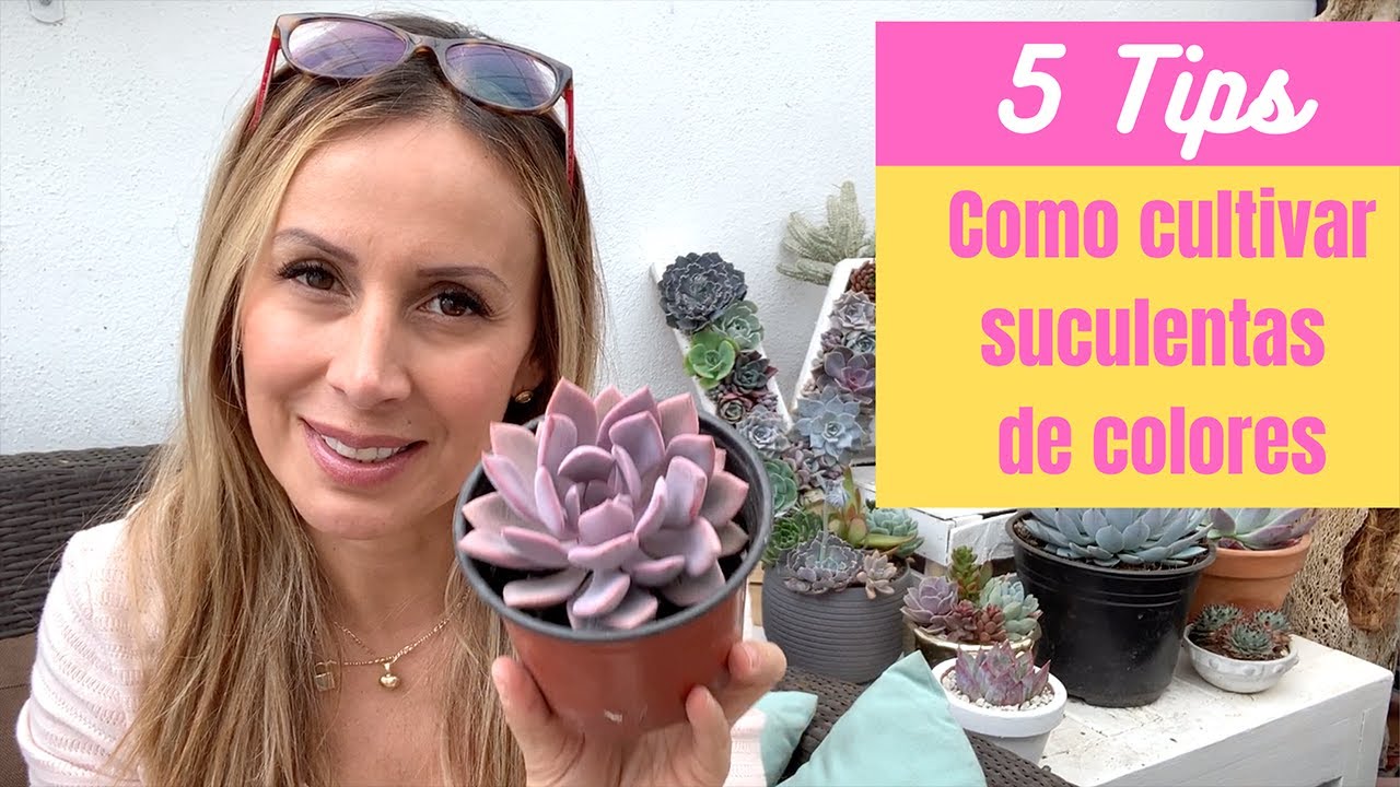 👩🏼&zwj;🌾 5 Tips para cultivar suculentas de colores