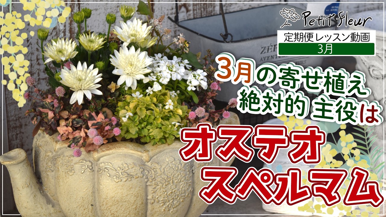 【3月の主役はコレ】オステオスペルマム！豪華ダブル咲きで魅せる圧倒的存在感の寄せ植え#ガーデニング #園芸 