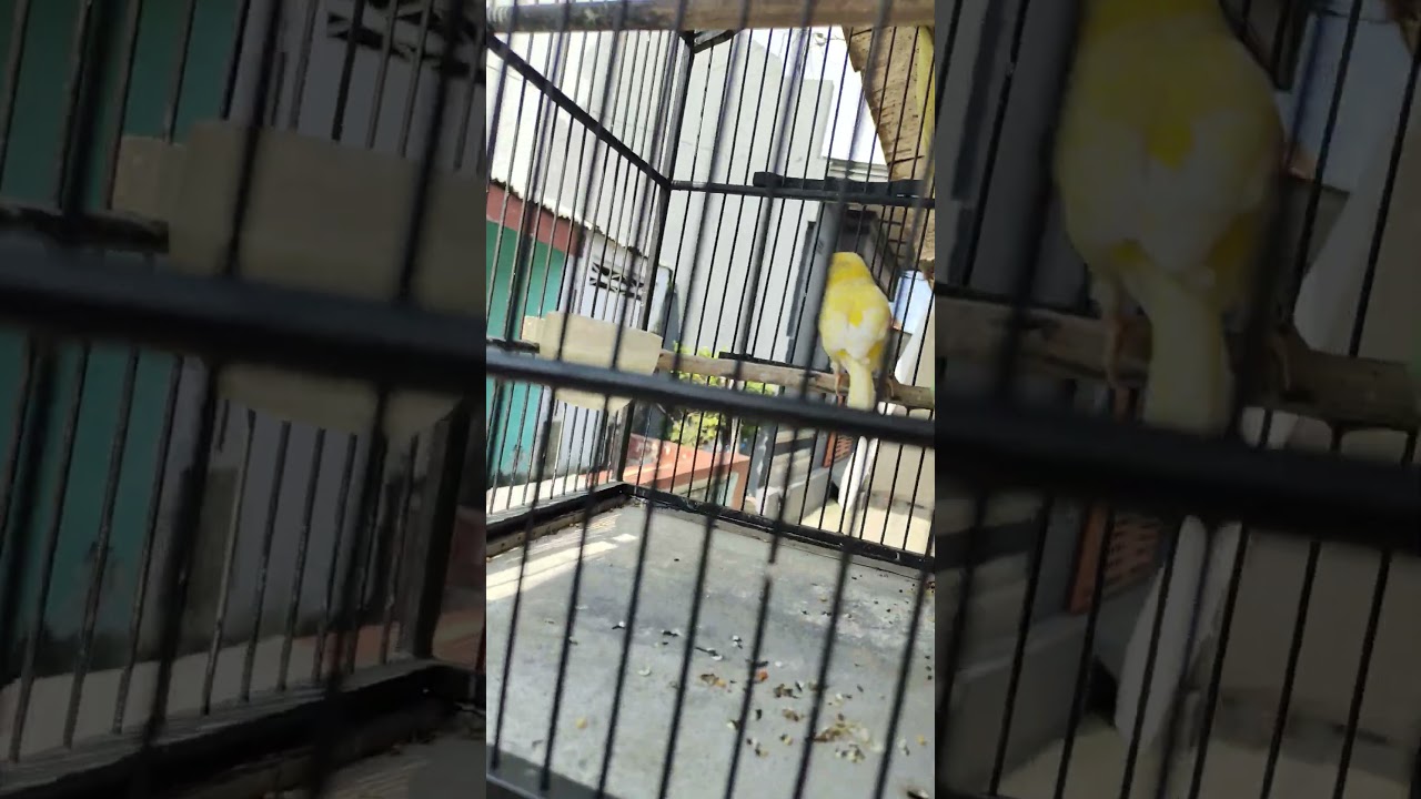 Suara burung kenari nyaring #burunggacor