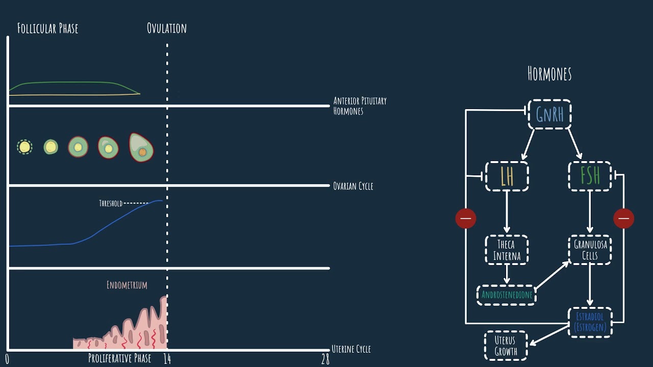 Oogenesis - hormonal regulation of the menstrual cycle (Part 2)