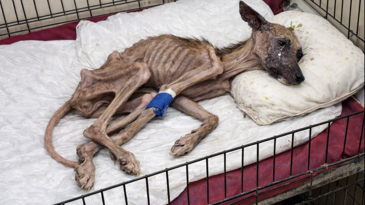 Она заплакала, увидев еду, поползла к миске, но не могла двигаться после 3+ лет в темноте...