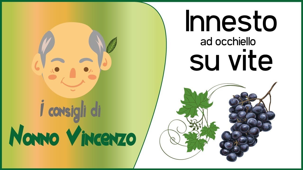 Innesto ad occhiello su vite. Esempio pratico di come