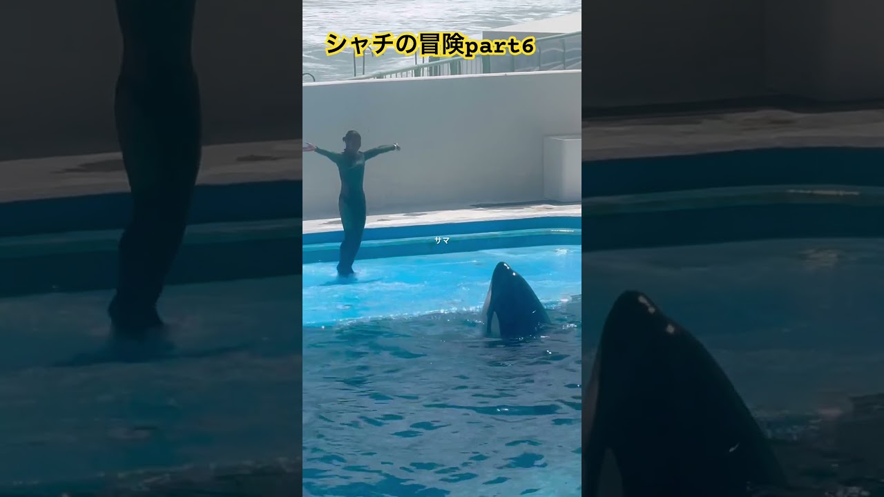 #シャチの冒険part6 #kamogawaseaworld #日本 #beautifulplace