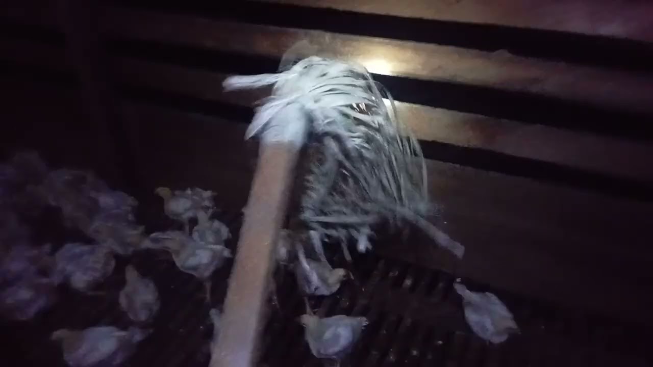 Setiap malam bangunin ayam biar makan malam