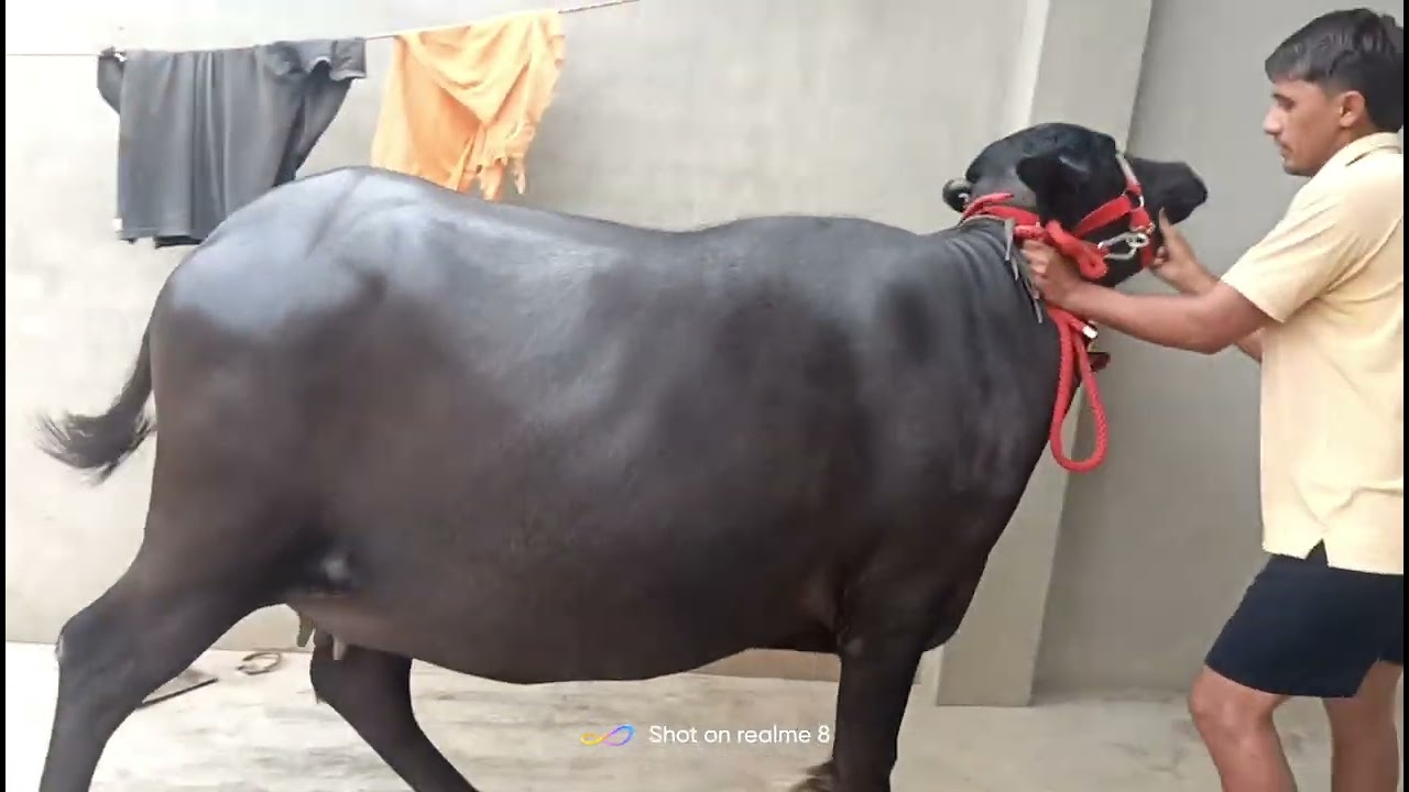 2 दांत जोटी सेल के उपलब्ध है रेट  1लाख 15 हजार              फोन नंबर 95414-48347