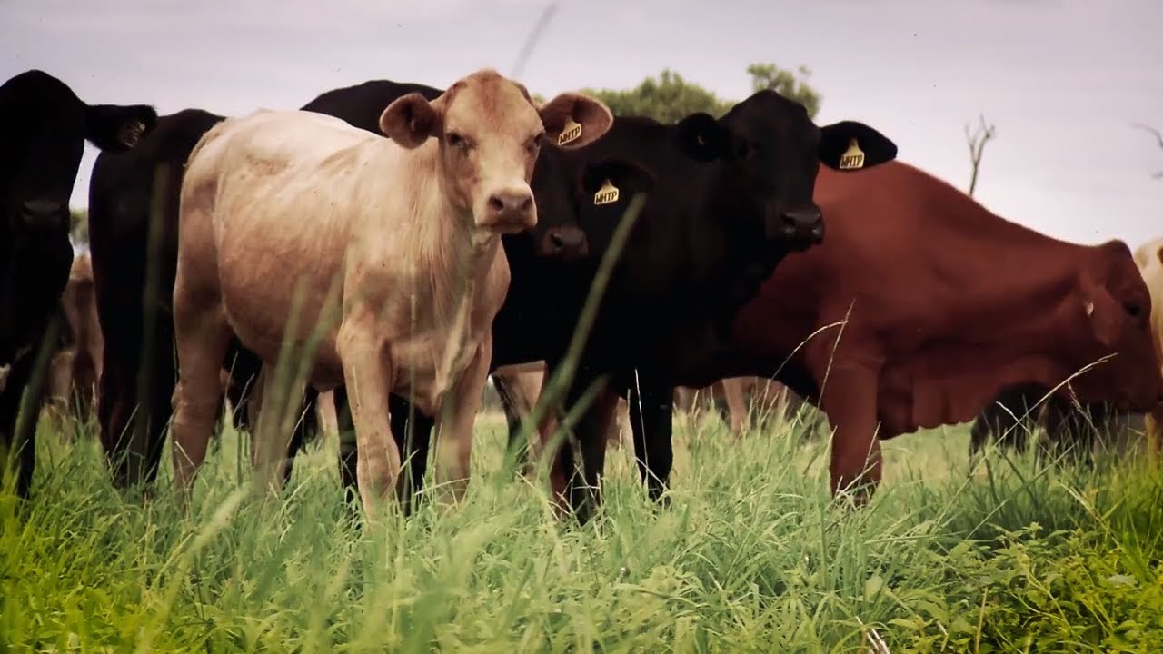 Making Australia's red meat industry carbon neutral by 2030