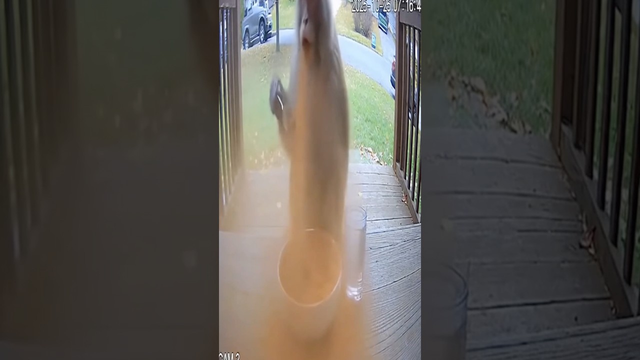 Monkey tries cinnamon powder 😱🤣 #cinnamonchallenge