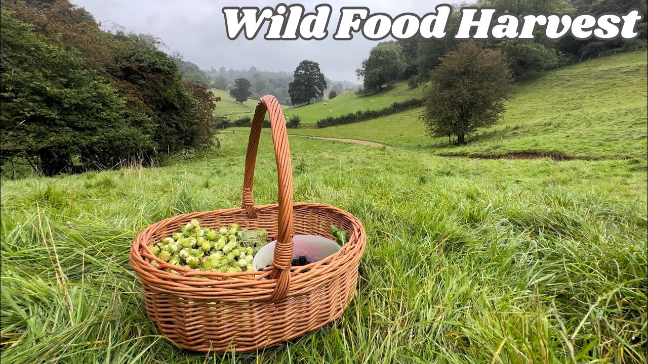Foraging Walk in Late Summer | Wild Food Harvest