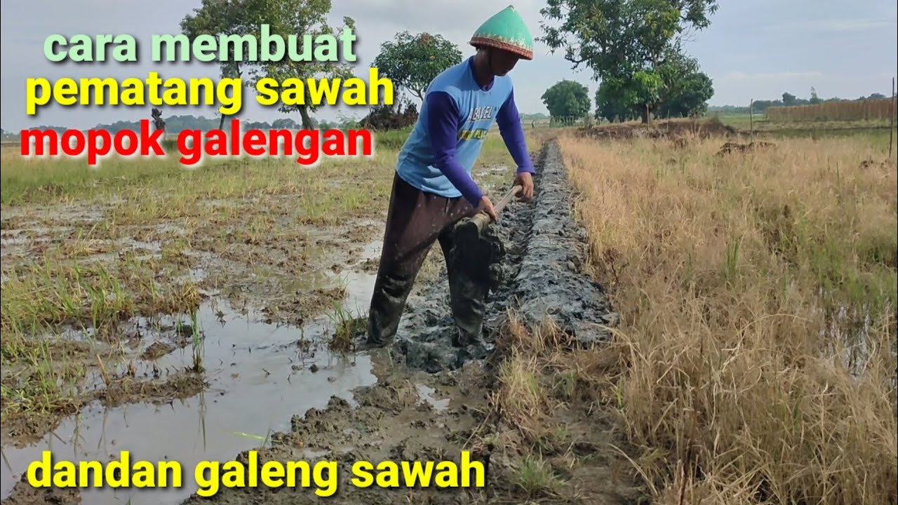 cara membuat pematang sawah ❗mopok galengan sawah