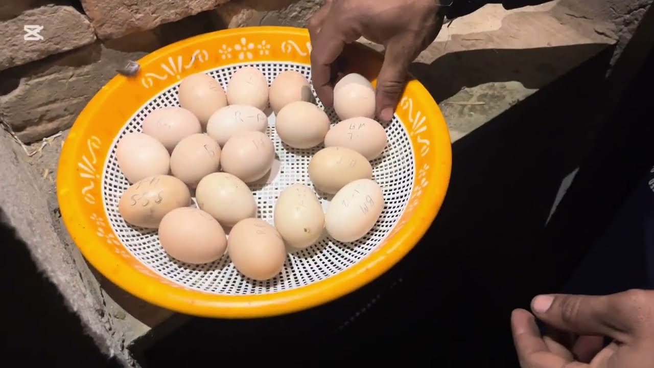 Eggs 🥚 hatched 🐣. Watch complete video #egg #unfrez #youtube #youtubevideo 
