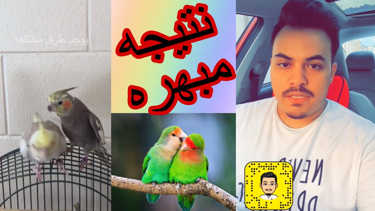 افضل طريقه للتوليف بين ازواج الببغاوات للانتاج والتزاوج