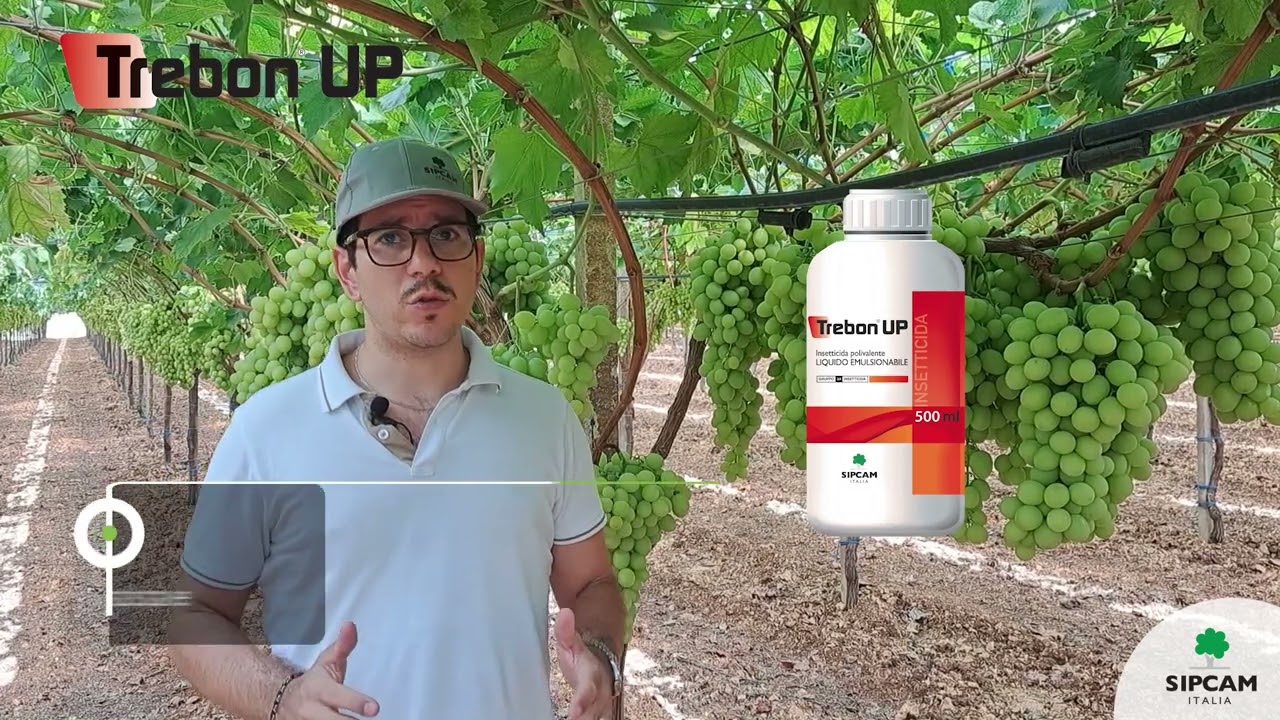 Sipcam - Controllo degli insetti dannosi su vite