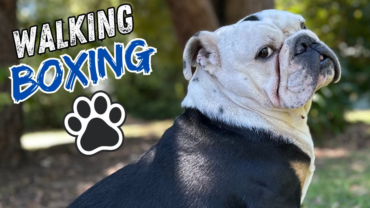 20 февраля 2026 года: Действительно ли Эдди Херн «пришёл с миром» в австралийский бокс?