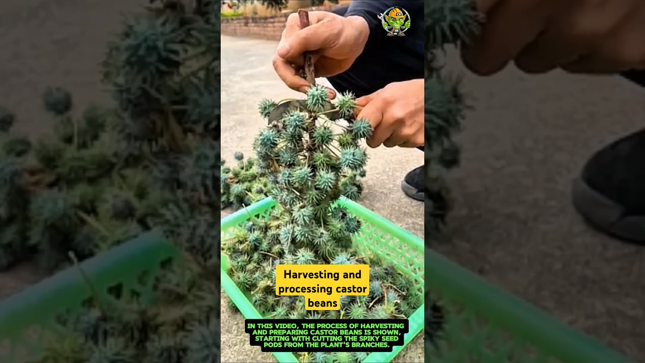 Harvesting and processing castor beans