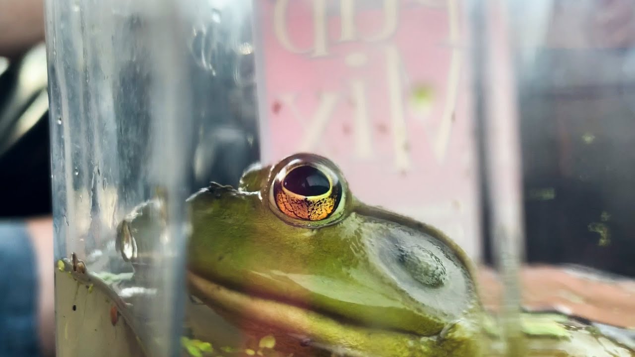 Caring for a Bullfrog Ep. 2 - Setting up the Bullfrog Aquarium