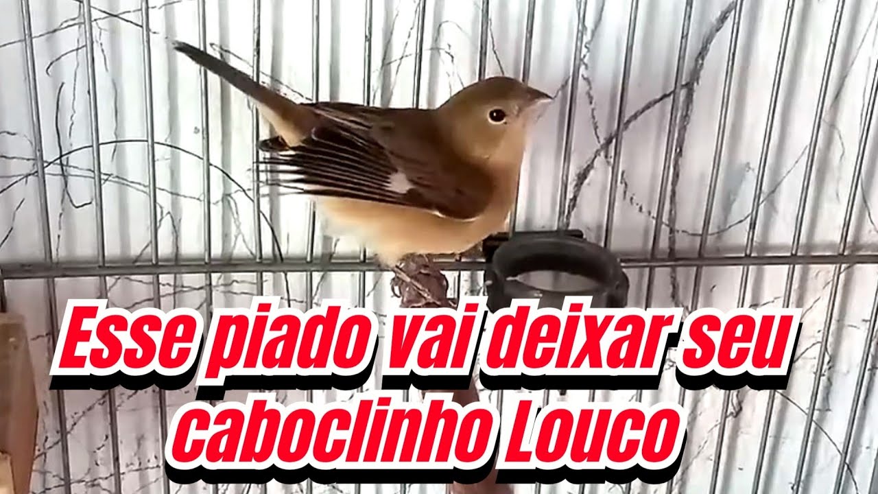 Fêmea de caboclinho chamando muito para esquentar o macho e estimular canto 