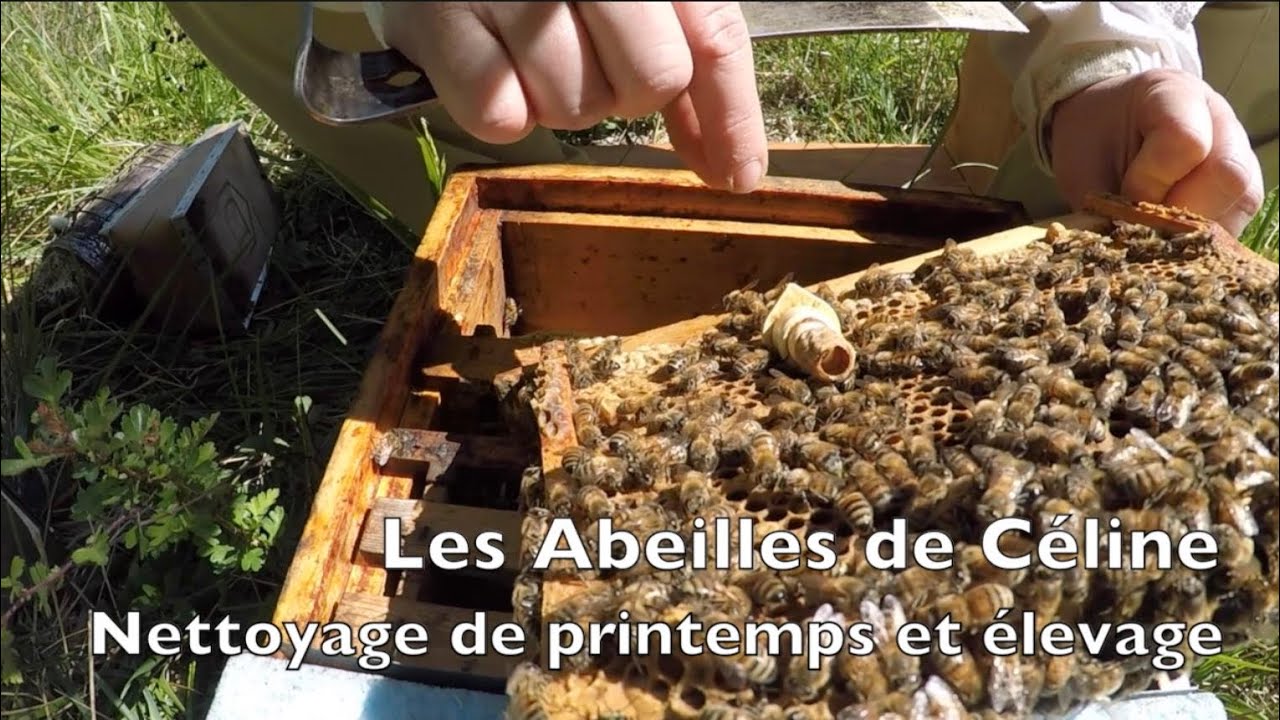 Les Abeilles de Céline 25 avril 2020