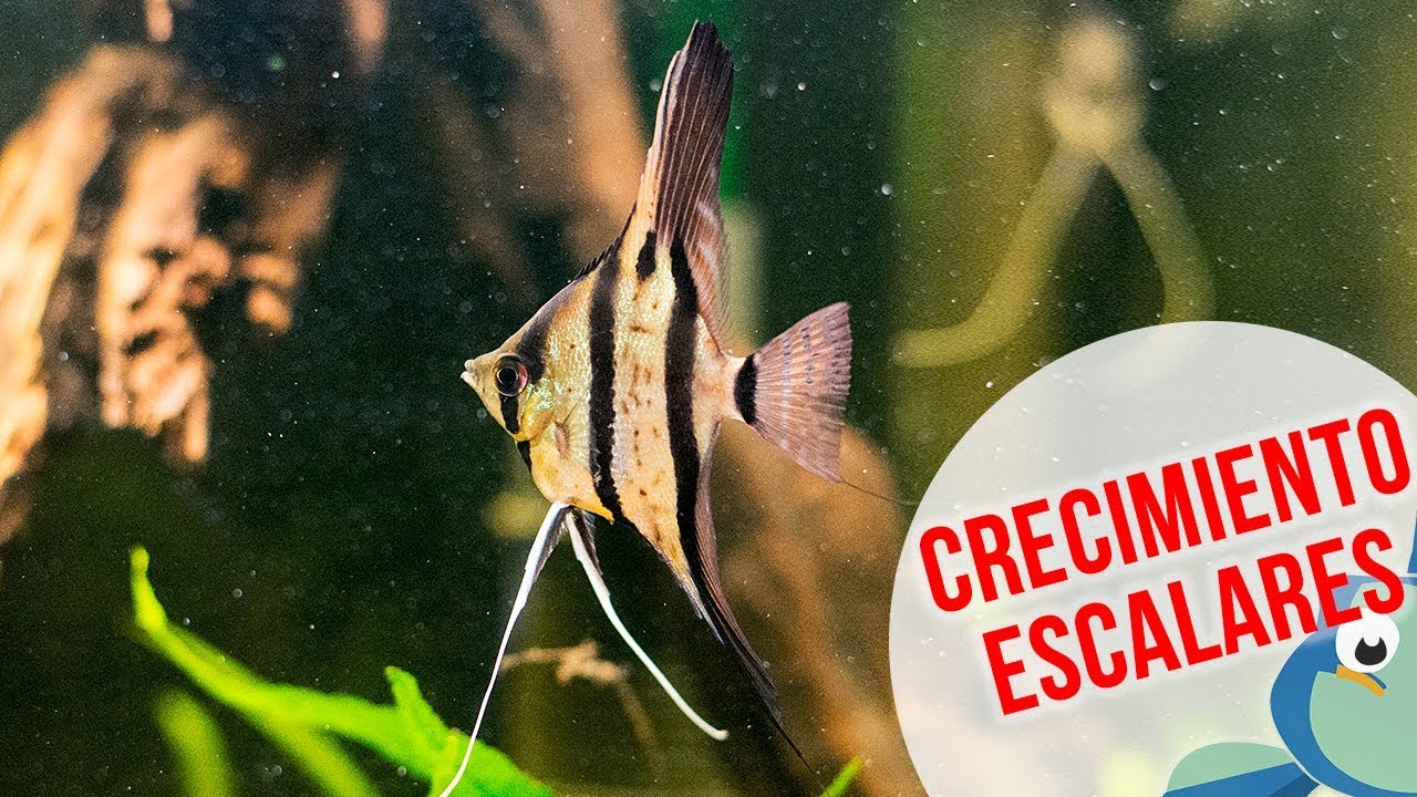 CRECIMIENTO ESCALARES - Primeros meses