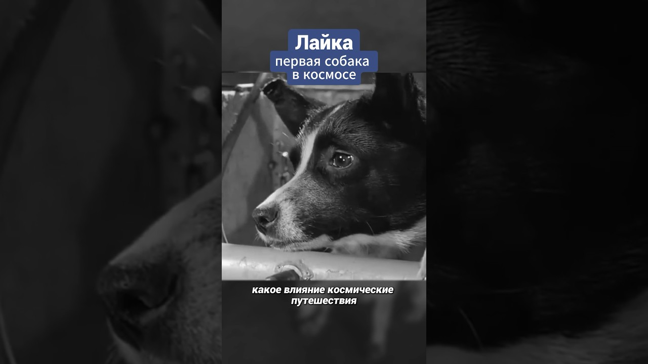 Лайка - первая собака в космосе #space #космос #лайка #перваясобакавкосмосе #наука #научпоп #Laika