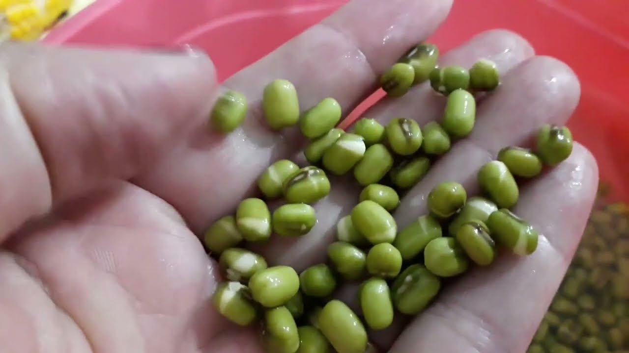 Produza brotos de feijão em apenas 4 dias! Feijão Moyashi - como produzir os brotos