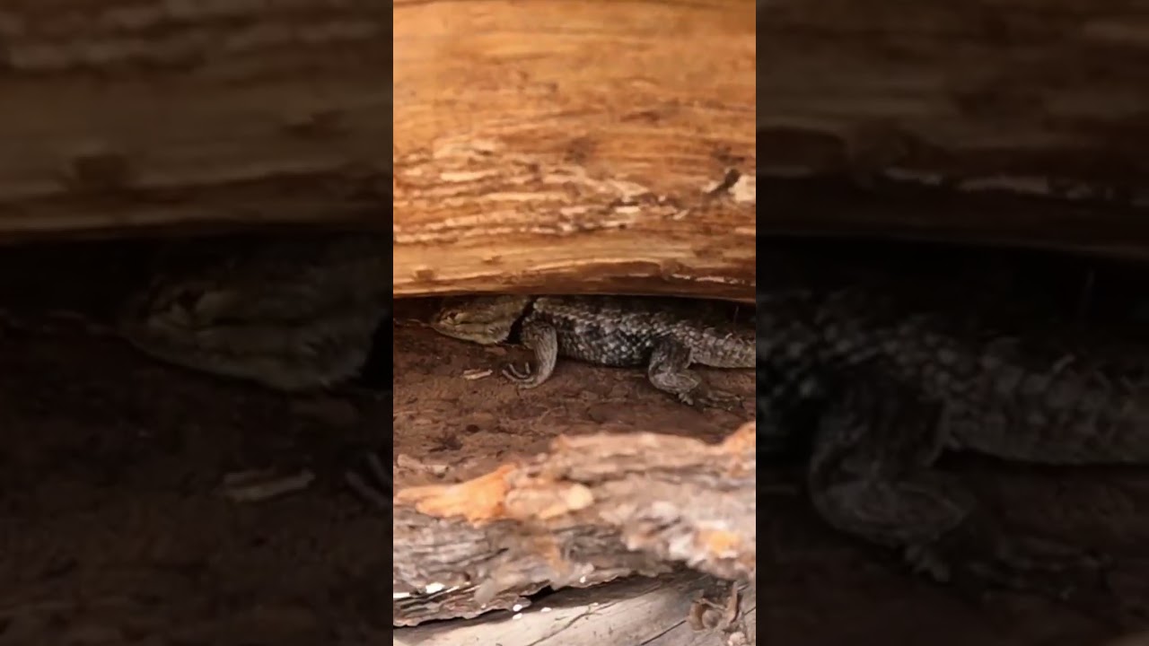 Keep your eyes open 👀 #shorts #lizard #hiking #hikingadventures #adventure #candycliffs #utah