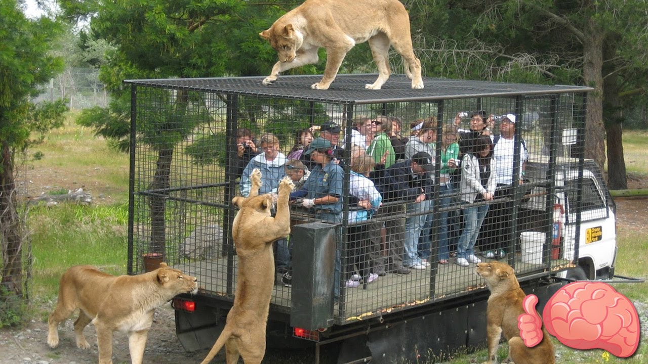 10 Inusuales ZOOL&Oacute;GICOS Que Debes Conocer | Mr. Tops