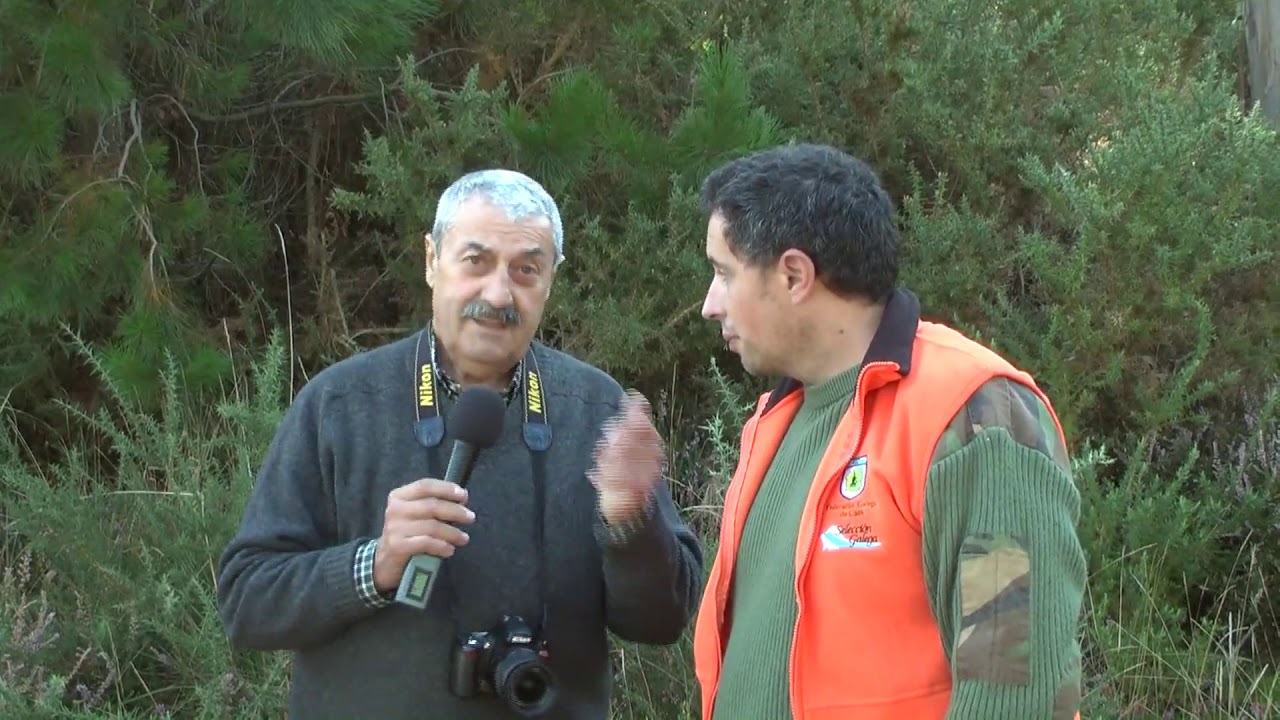 29 Campionato Galego de  Cans de Rastro. Valga 2019