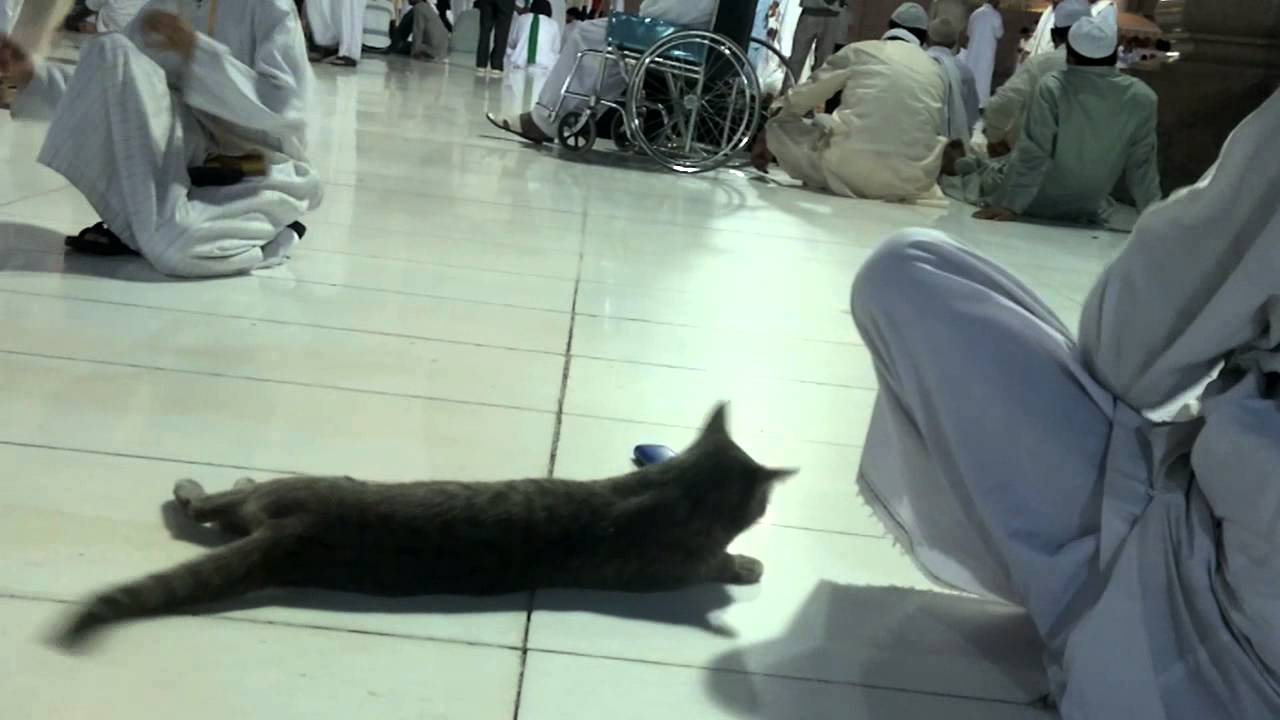 Cute Cat In MASJID E NABVI Shareef