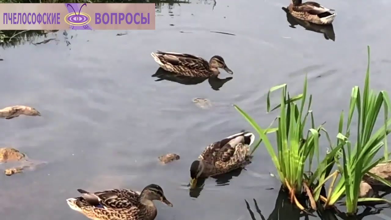 Кряква: интересные факты, особенности, повадки