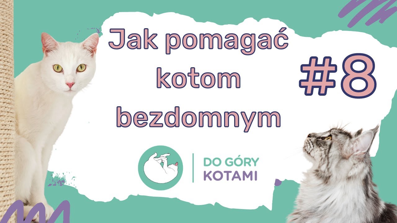 Jak pomagać kotom bezdomnym - Marta Walicka | Podcast Do góry kotami 008 | Joanna Szopińska