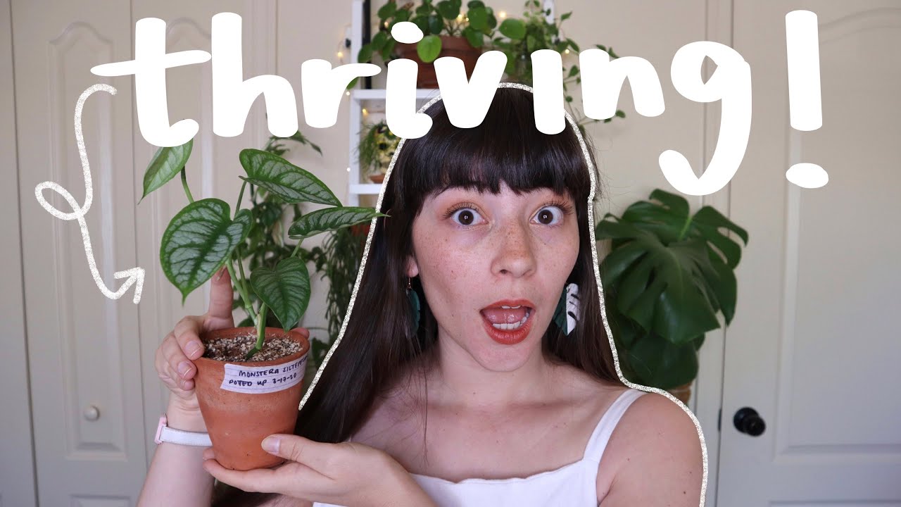 Plants Thriving in My Greenhouse! | Greenhouse Update