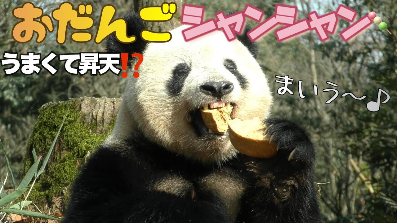 【昇天しちゃう旨さ⁉️】パンダだんごをむしゃるシャンシャン🐼✨【雅安碧峰峡基地：おだんご編】Jan/2024　香香　Giant Panda ーXiangXiang