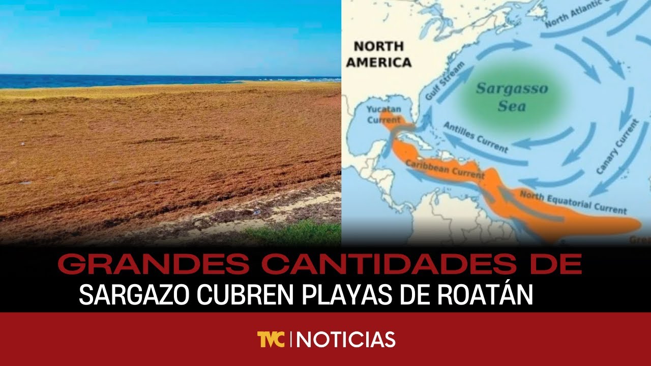 Grandes cantidades de sargazo cubren playas de Roatán.