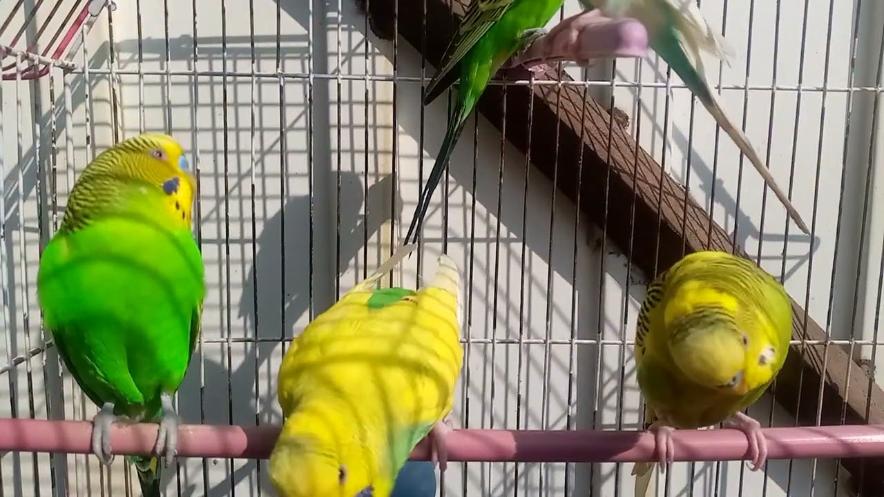 Australian beautiful bird's sounds 