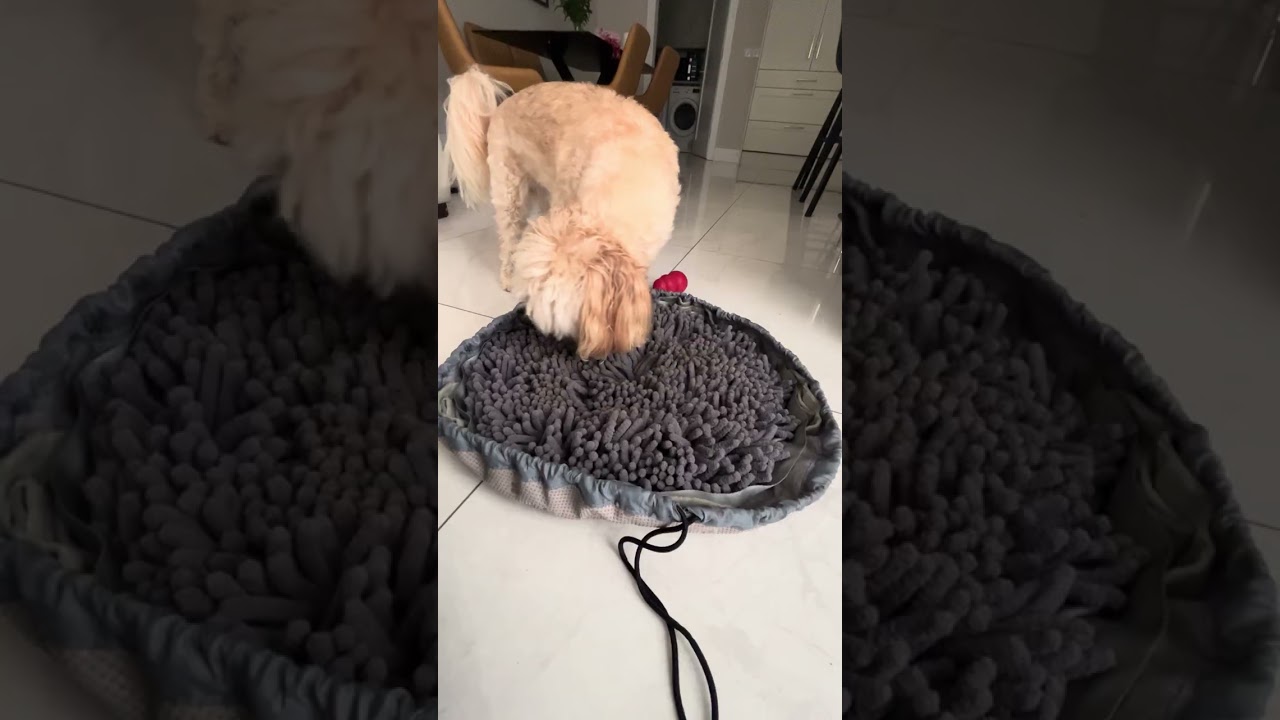 Toby and snuffle mat