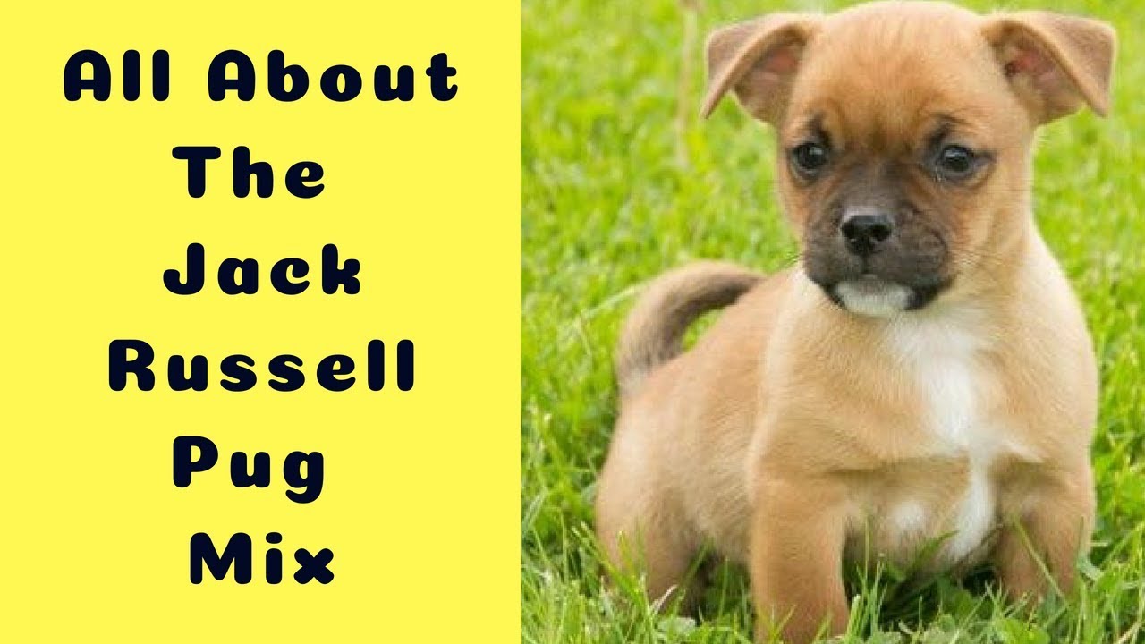 All About The Jack Russell Pug Mix (The Jug): Facts/ Information