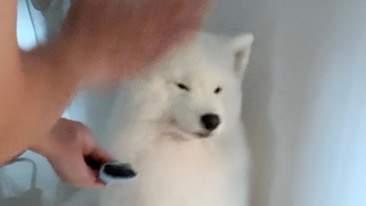 When your dog shows a sign of bad behaviour