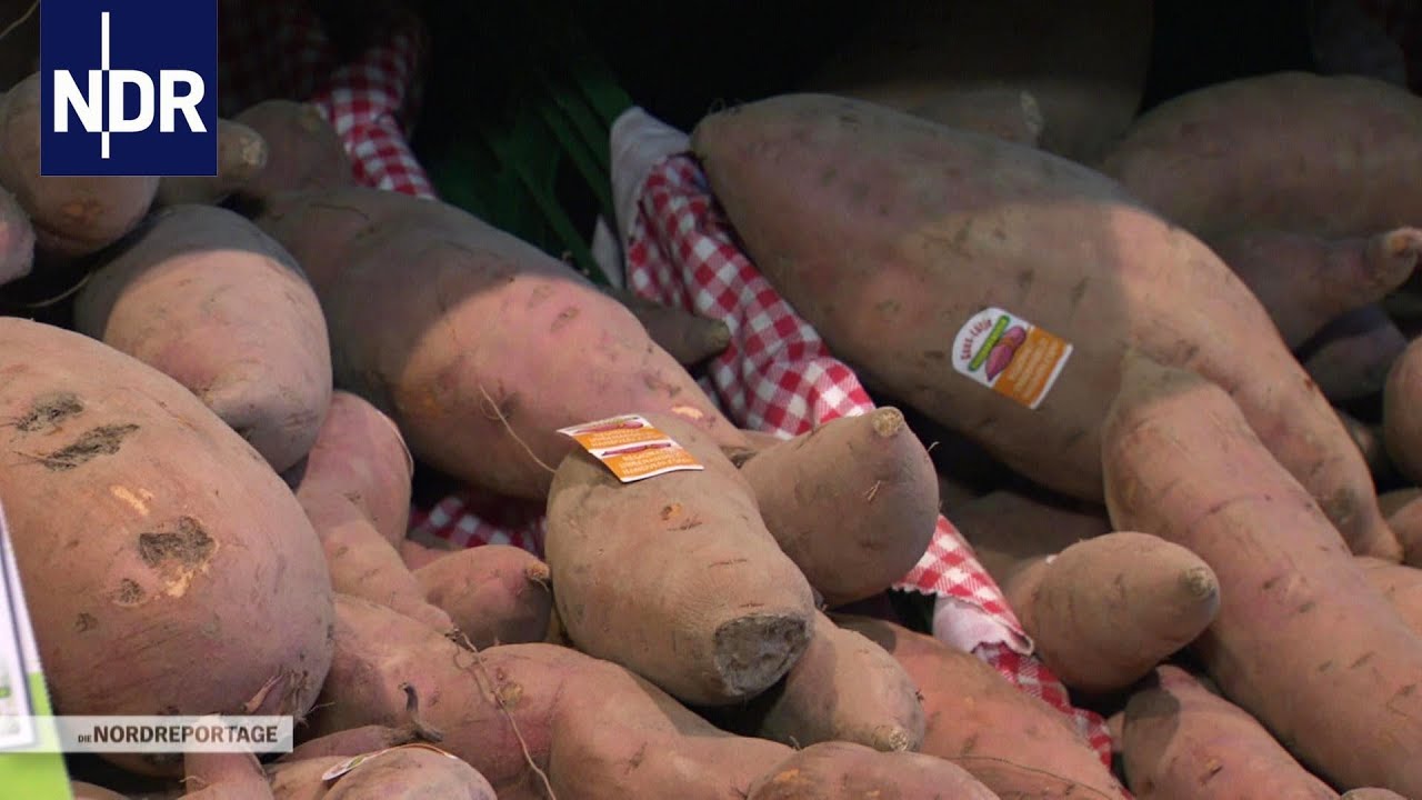 Ackern für die Süßkartoffel | NDR