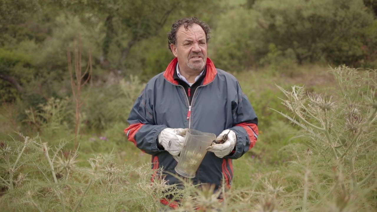 Carciofi di Calabria - Agrichef Enzo Barbieri
