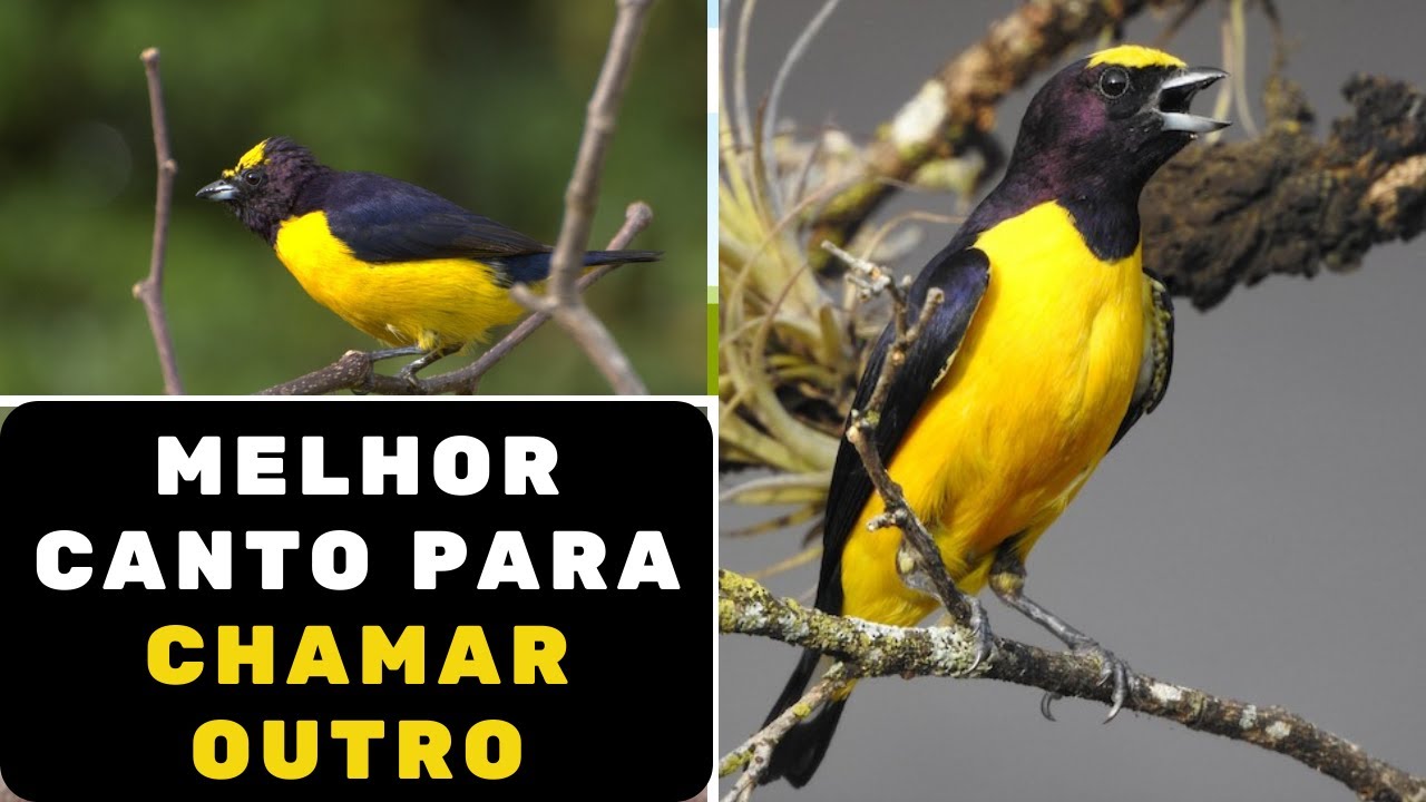 🐦[INCRIVÉL]  Novo canto do Pássaro vim vim ou vem vem, Fim Fim Macho