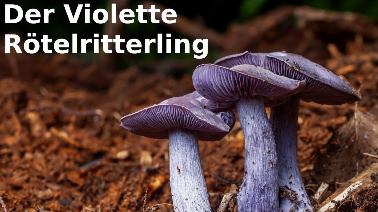 Pilzportrait - Der Violette Rötelritterling