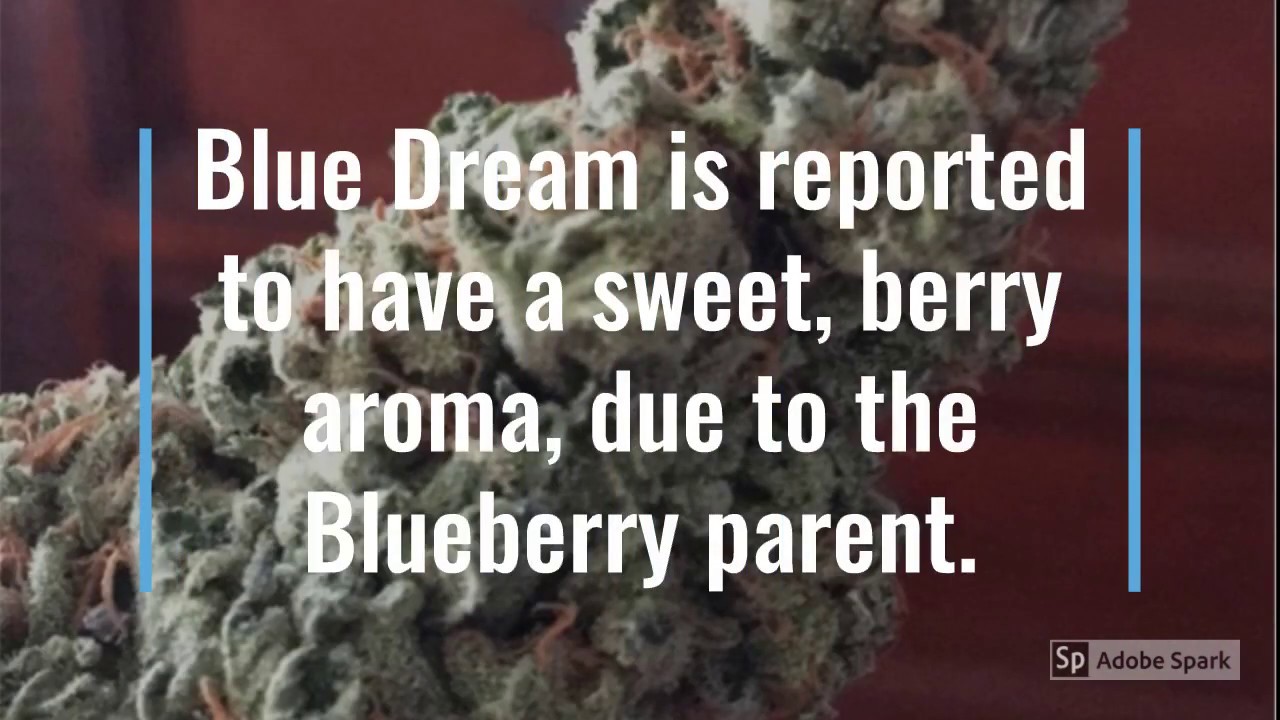Blue Dream Cannabis Strain Review