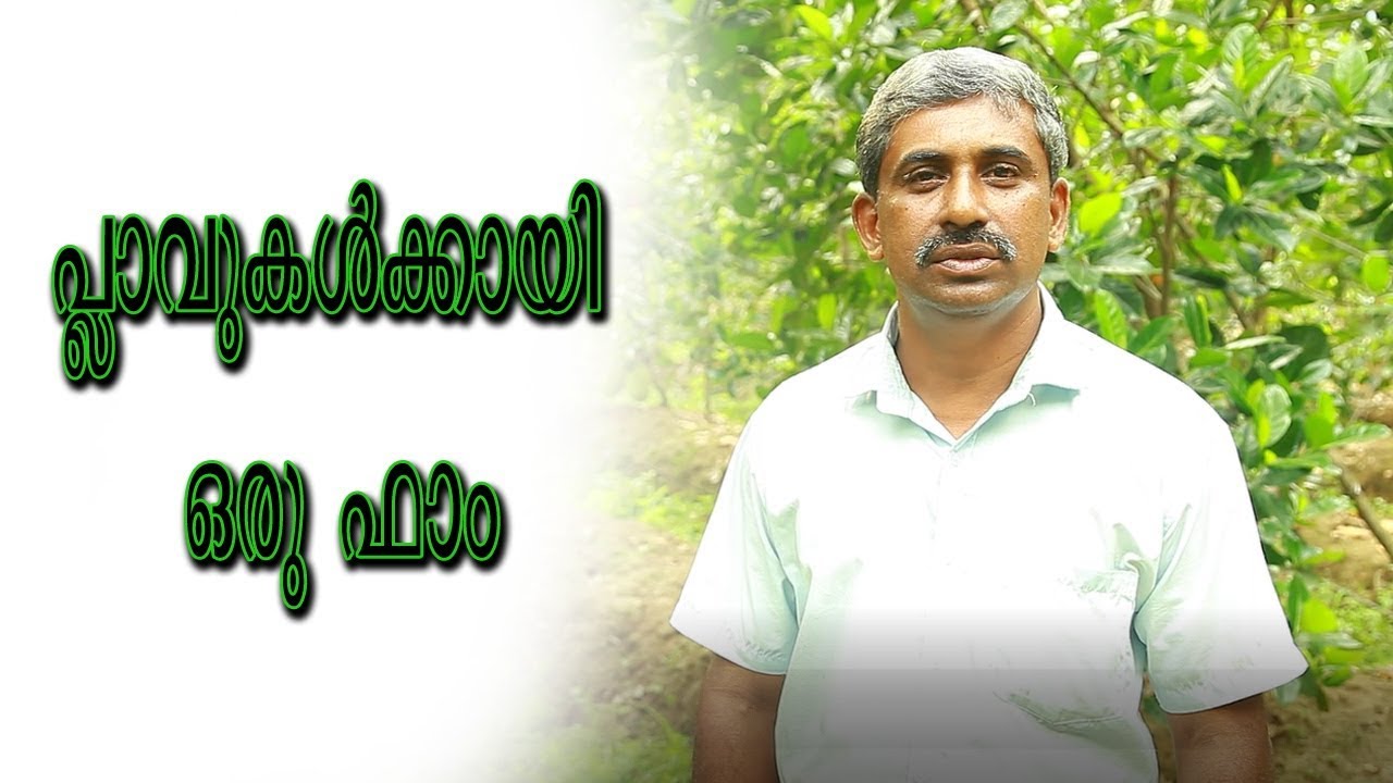 പ്ലാവുകൾക്കായി ഒരു ഫാം അതും പാദുവപുരത്ത് | Agriculture Vlog | Jack Fruit Farm | Metrovaartha