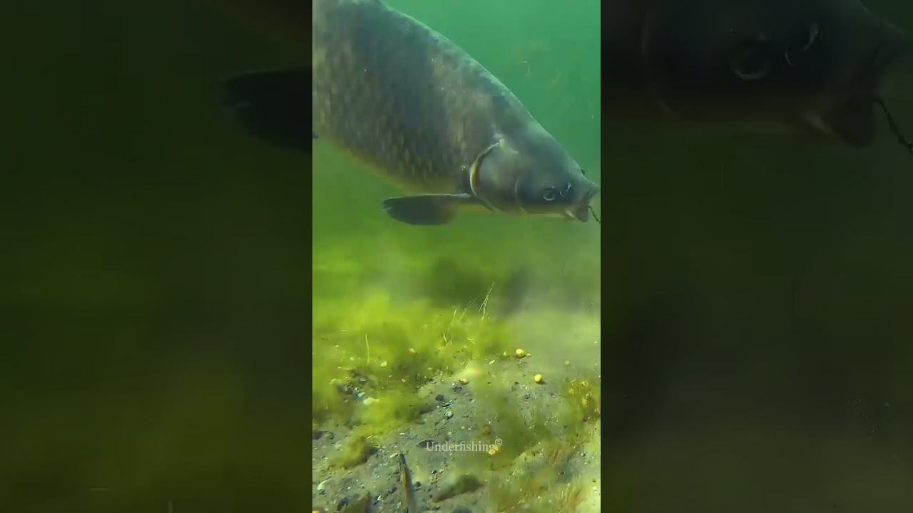 Поклёвка карпа на флэт. Фидер. Кормушки