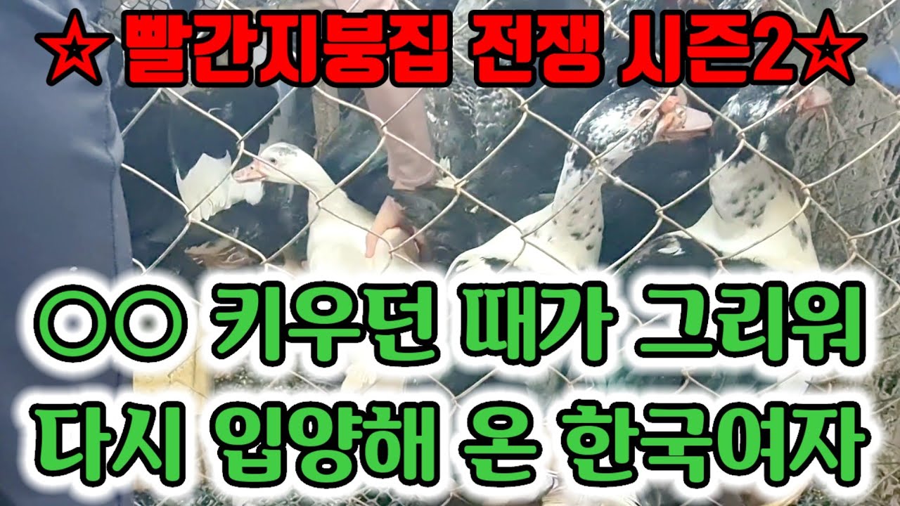 Ep.563 한국아줌마가 닭보다 오리를 더 키우고픈 이유