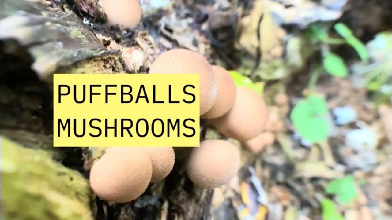 Puffballs: Mushrooms S1E8: Identifying Mushrooms