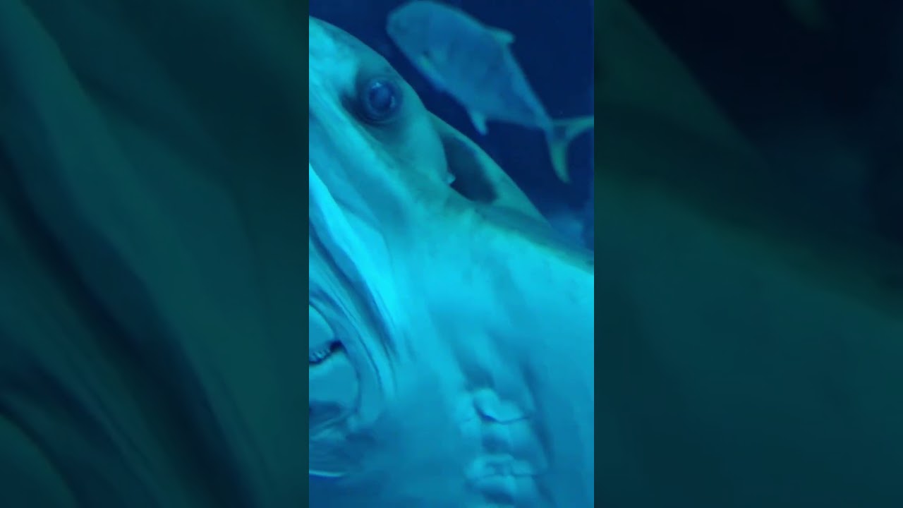 Stingray Fish Attack l Mansoor Speaks l #shorts #ocean