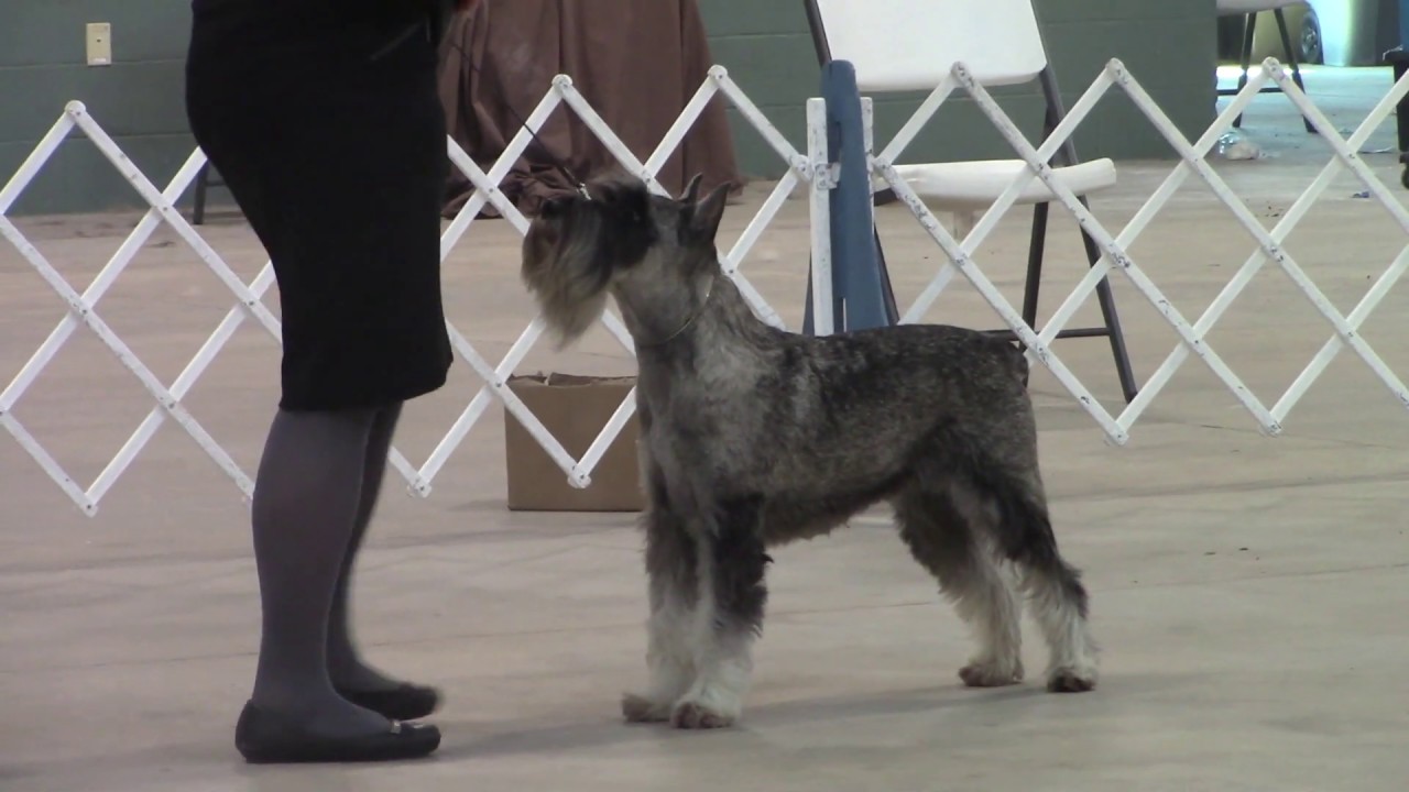AKC conformation show